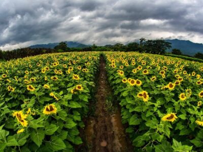 Tras tu Encuentro de Fe, Conecta con la Creación