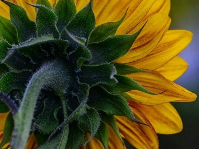 Tras tu Encuentro de Fe, Conecta con la Creación