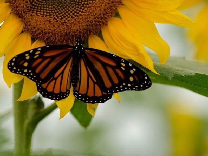 Tras tu Encuentro de Fe, Conecta con la Creación